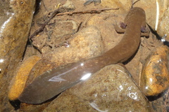 Dicamptodon tenebrosus