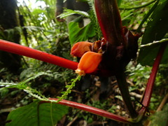 Gesneriaceae
