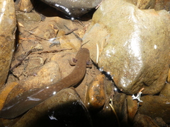Dicamptodon tenebrosus