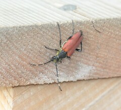 Stictoleptura canadensis