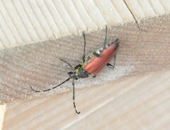 Stictoleptura canadensis