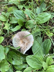 Russula amoenolens