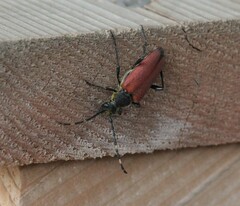 Stictoleptura canadensis