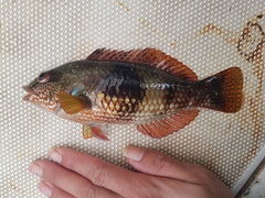 Notolabrus tetricus