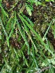 Cochlidium serrulatum