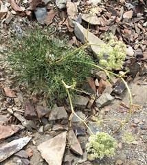 Angelica lineariloba