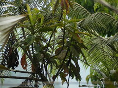 Leptopogon superciliaris