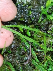 Cochlidium serrulatum