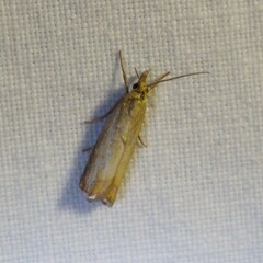 Chrysoteuchia culmella