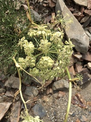 Angelica lineariloba