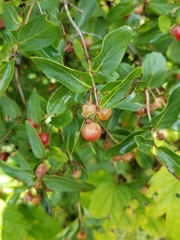 Lonicera tatarica