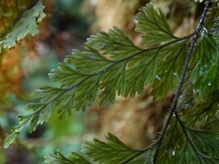 Hymenophyllum scabrum