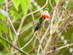 Heliodoxa leadbeateri