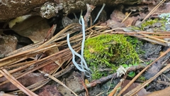 Clavaria falcata