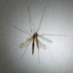 Nephrotoma cornicina