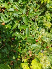 Lonicera tatarica