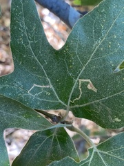 Ectoedemia platanella group