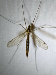 Nephrotoma cornicina