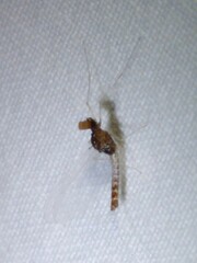 Cloeon dipterum
