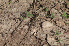 Aspidoscelis exsanguis