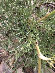 Angelica lineariloba