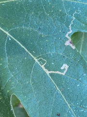 Ectoedemia platanella group