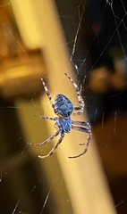 Larinioides sclopetarius