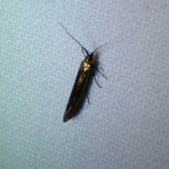 Coleophora deauratella