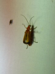 Rhagonycha fulva