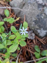 Caryophyllaceae