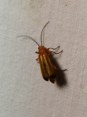 Rhagonycha fulva