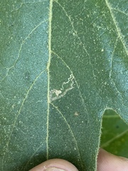 Ectoedemia platanella group