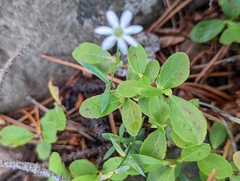 Caryophyllaceae