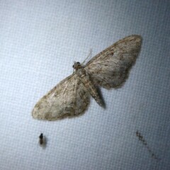 Eupithecia inturbata