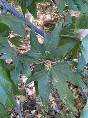 Ectoedemia platanella group