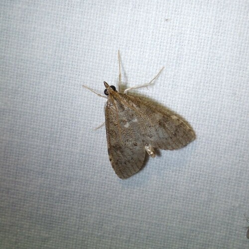 Dusky Pearl, 9351 Leek, Nederland, photo 6 of 10