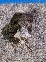 Agrotis puta