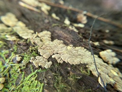 Xylobolus frustulatus