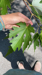 Acer saccharinum