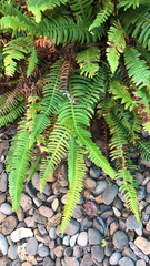 Struthiopteris spicant