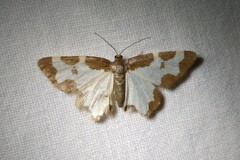 Lomaspilis marginata