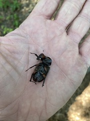 Lucanus capreolus