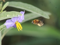 Apinae
