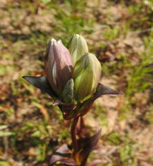 Gentiana rubricaulis