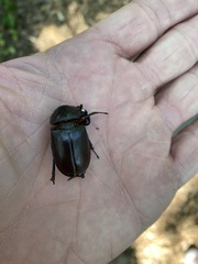 Lucanus capreolus
