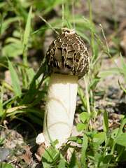 Phallus impudicus