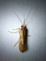 Limnephilus rhombicus