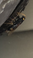 Urocerus flavicornis