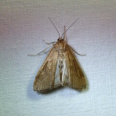 Parapoynx stratiotata