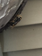 Urocerus flavicornis